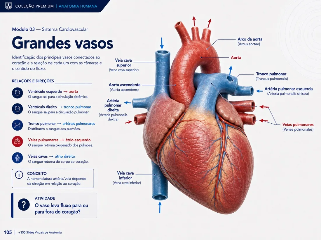 Anatomy Slide — example 12