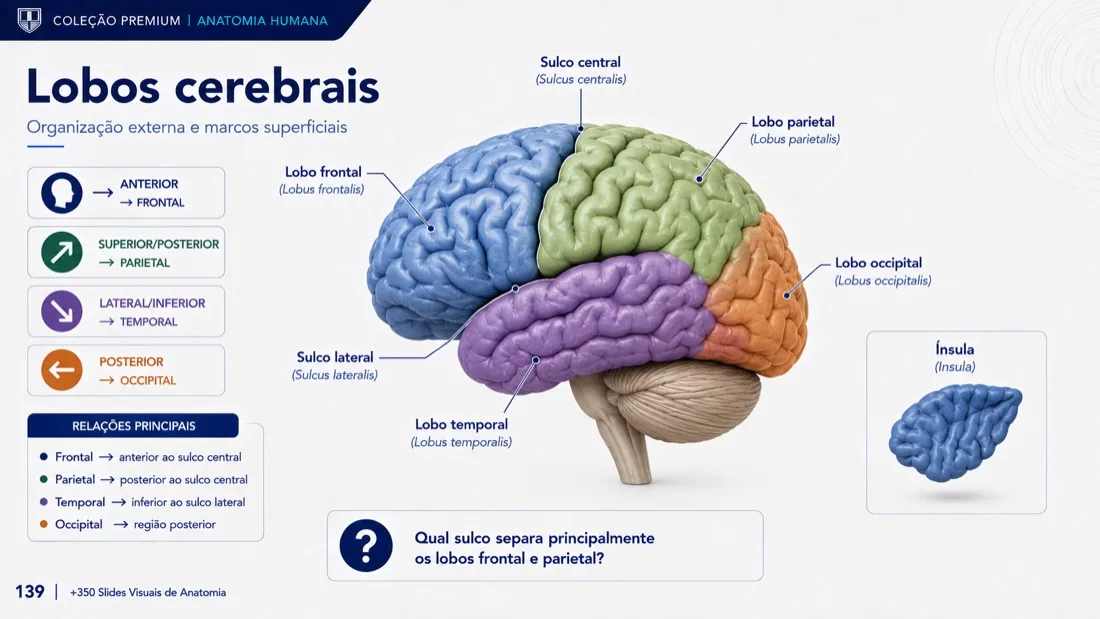 Anatomy Slide — example 2