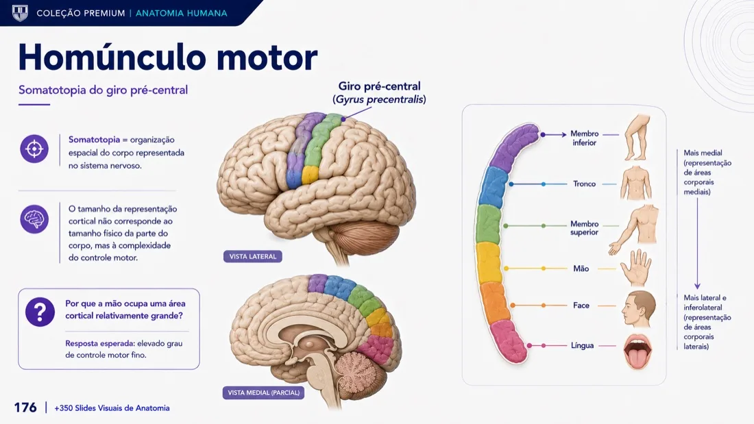 Anatomy Slide — example 7