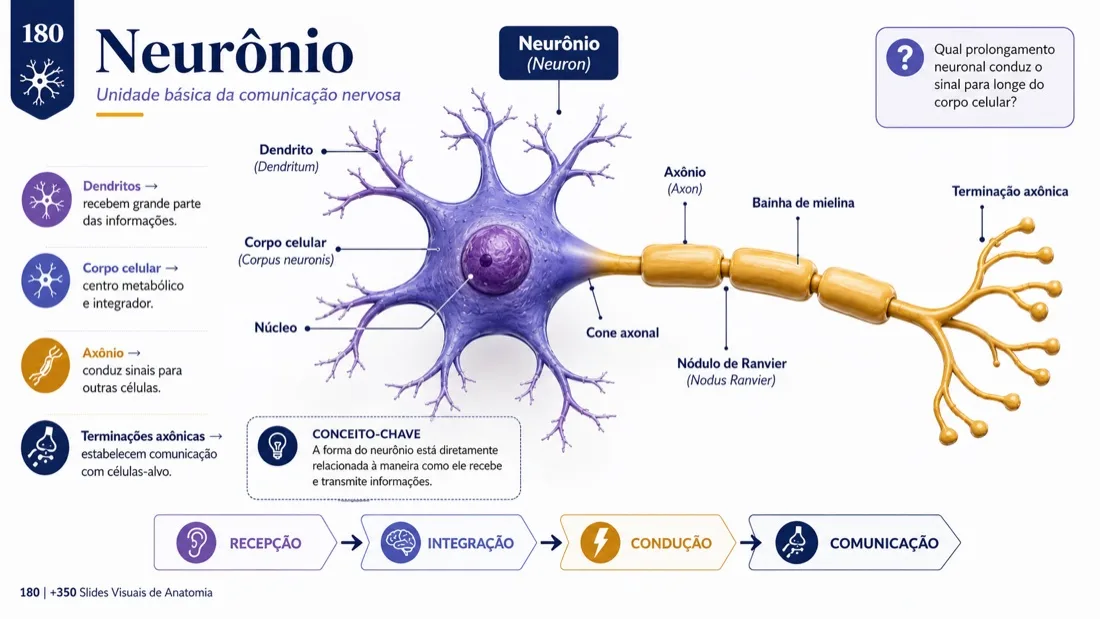 Anatomy Slide — example 14