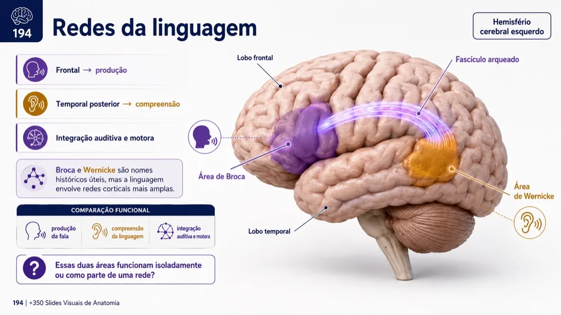 Anatomy Slide — example 9