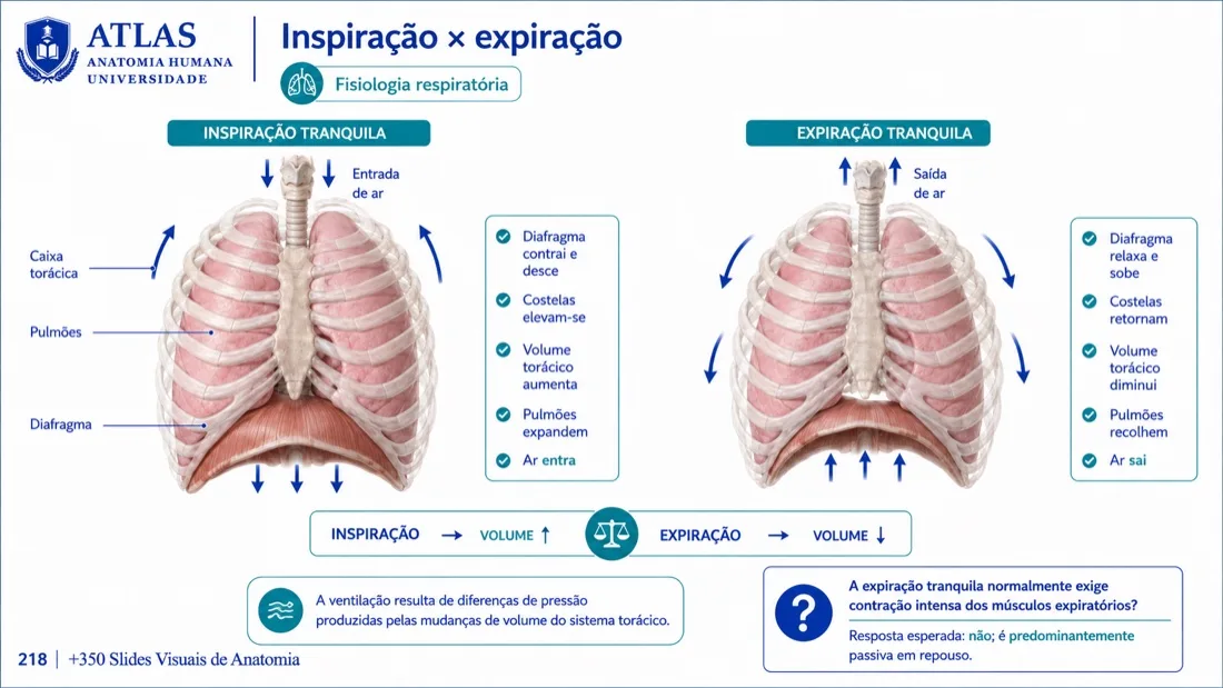 Anatomy Slide — example 4