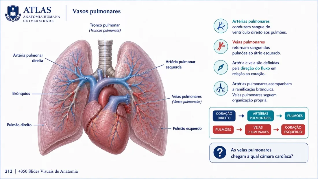 Anatomy Slide — example 11