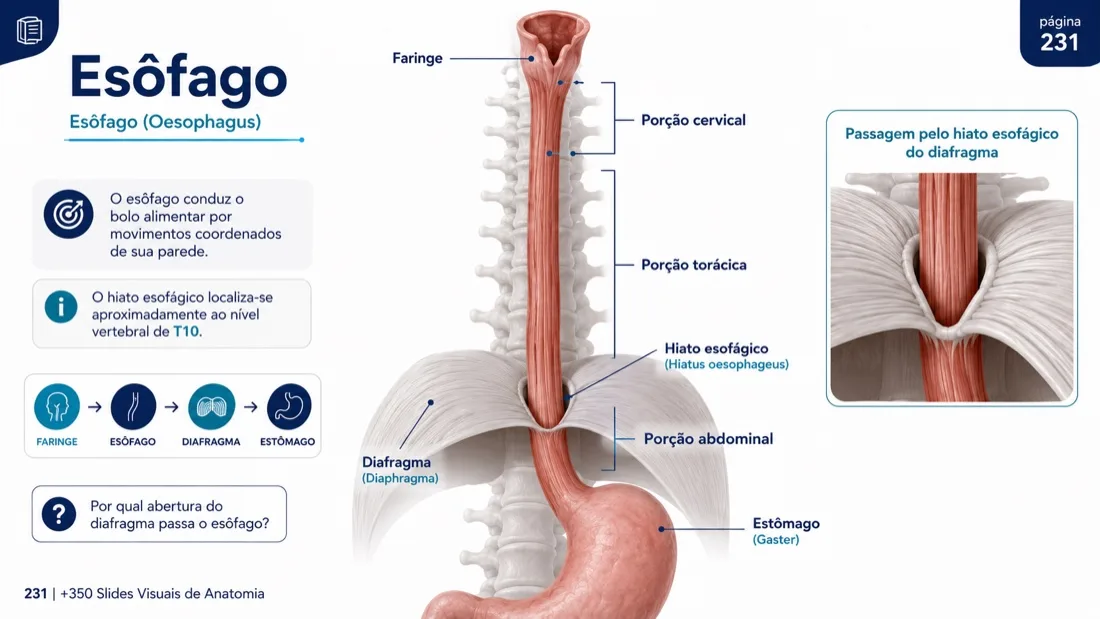 Anatomy Slide — example 6