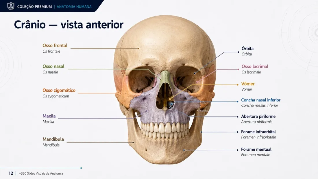 Anatomy Slide — example 1