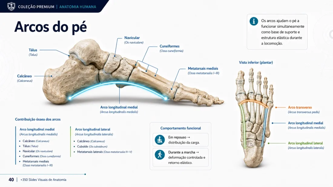Anatomy Slide — example 13