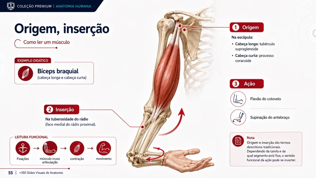 Anatomy Slide — example 8