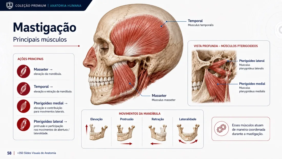 Anatomy Slide — example 3