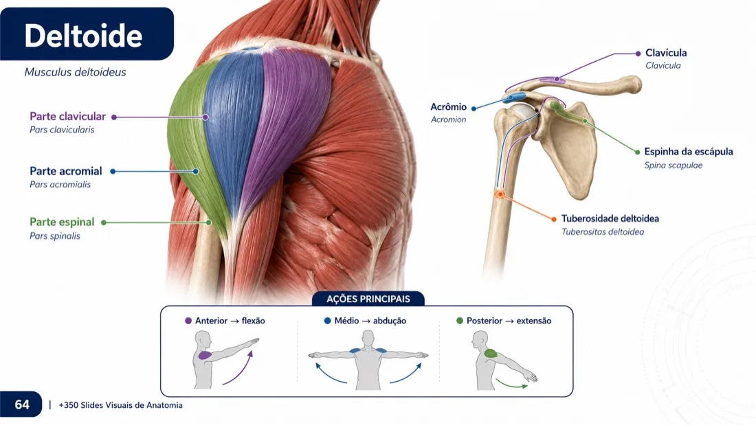 Anatomy Slide — example 10